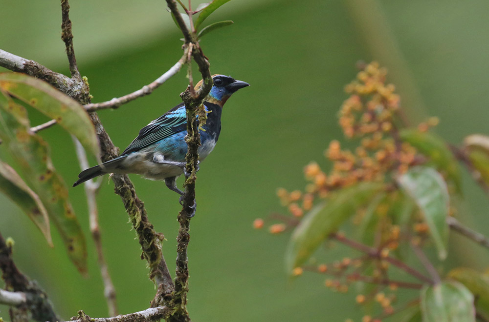 Golen-hooded Tanager